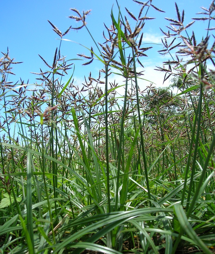 Cyperus rotundus